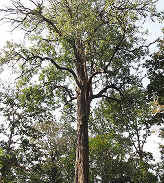 [写真] カルナータカ州に自生するインドローズウッド成木
